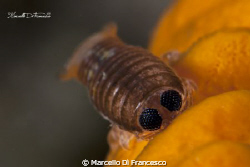 isopods on yellow sponge.
 by Marcello Di Francesco 